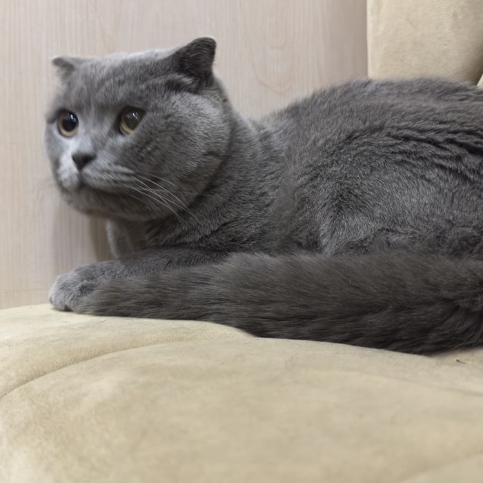 scottish fold sotiladi