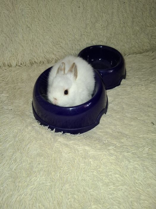 Кролики декоративные