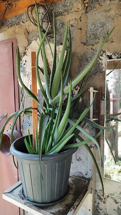 Алоэ- столетник.