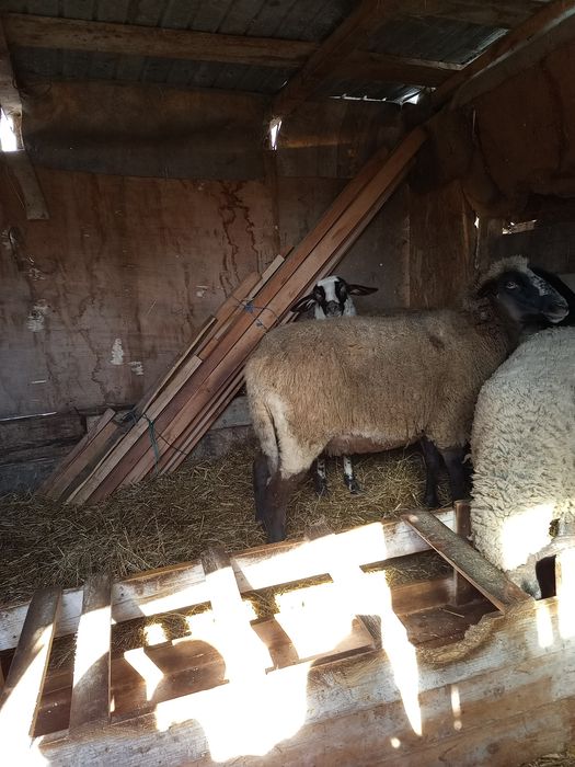 Oaie din carabaș depusă