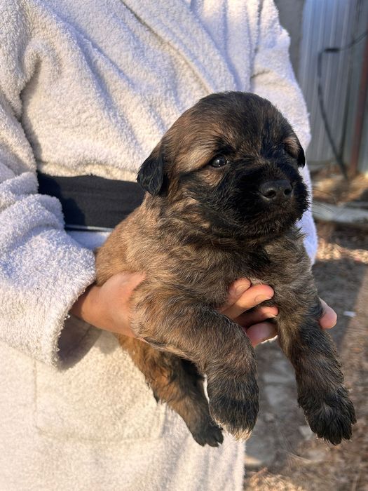 Отдаем щенков в добрые руки