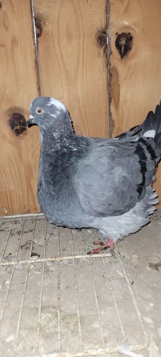 Vând Mondain francez