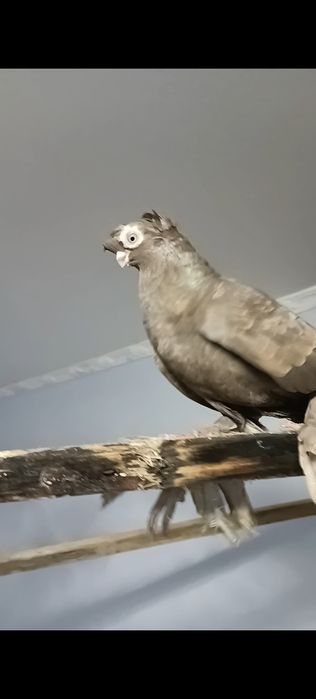 На продажу голубь