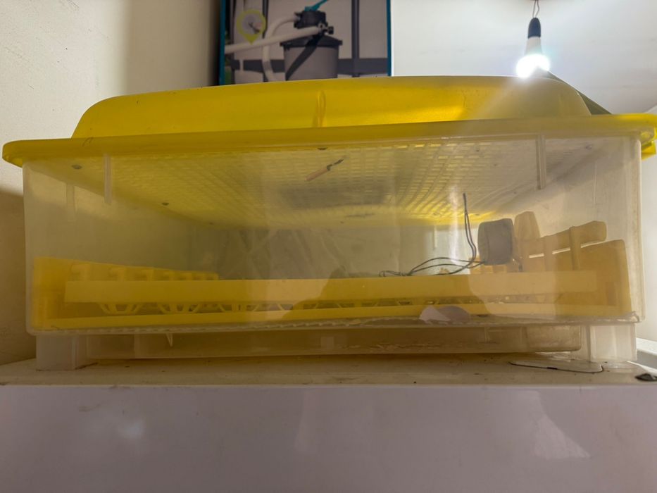 Incubator 56 oua de vanzare
