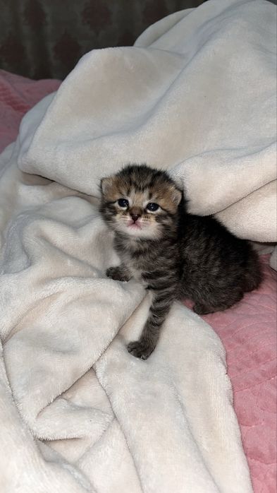 котята котята котята