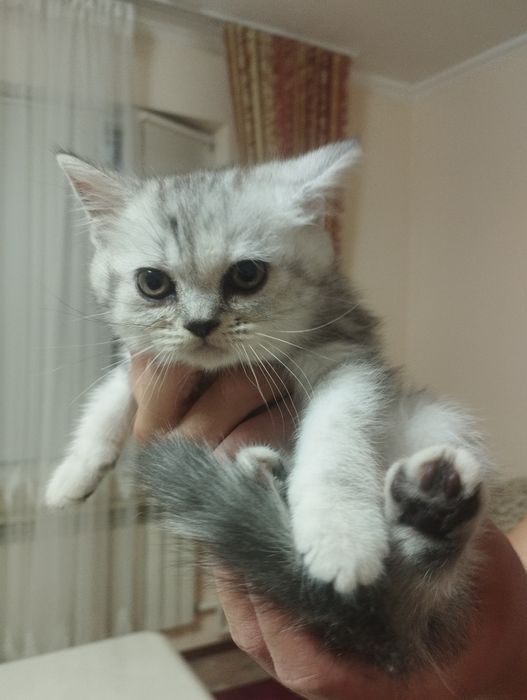 Британские  котята