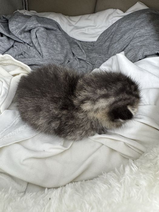 Британский котёнок.