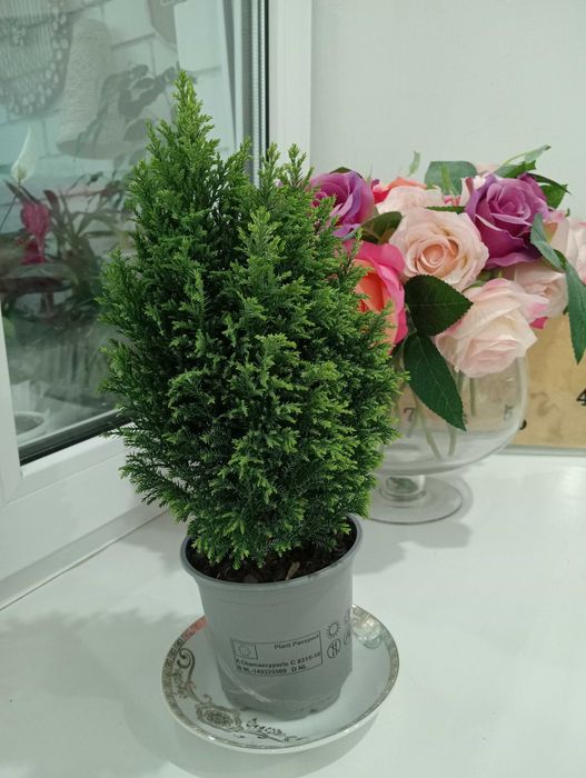 Красивые и Уютные Цветы в Ваш Дом