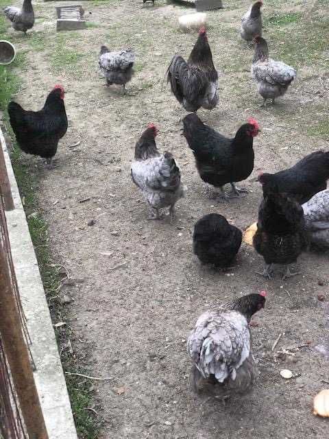 Vand oua de incubat Australorp