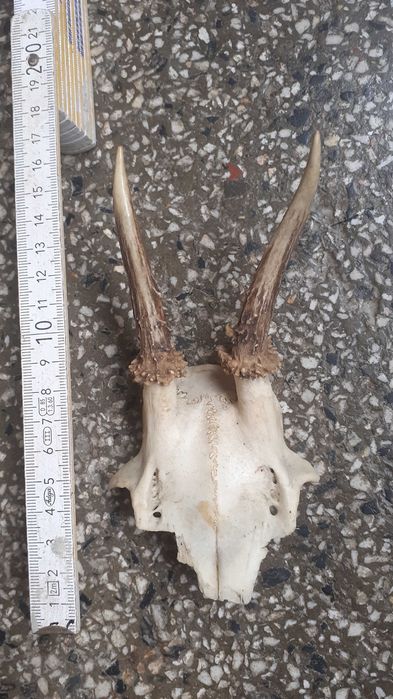 Еленови рога - 2 броя (малки,с част от черепа)