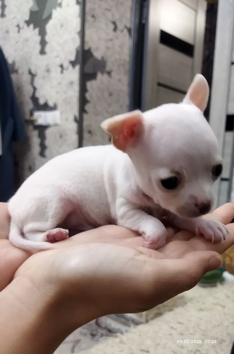 Продаются щенки чихуахуа (бронь)