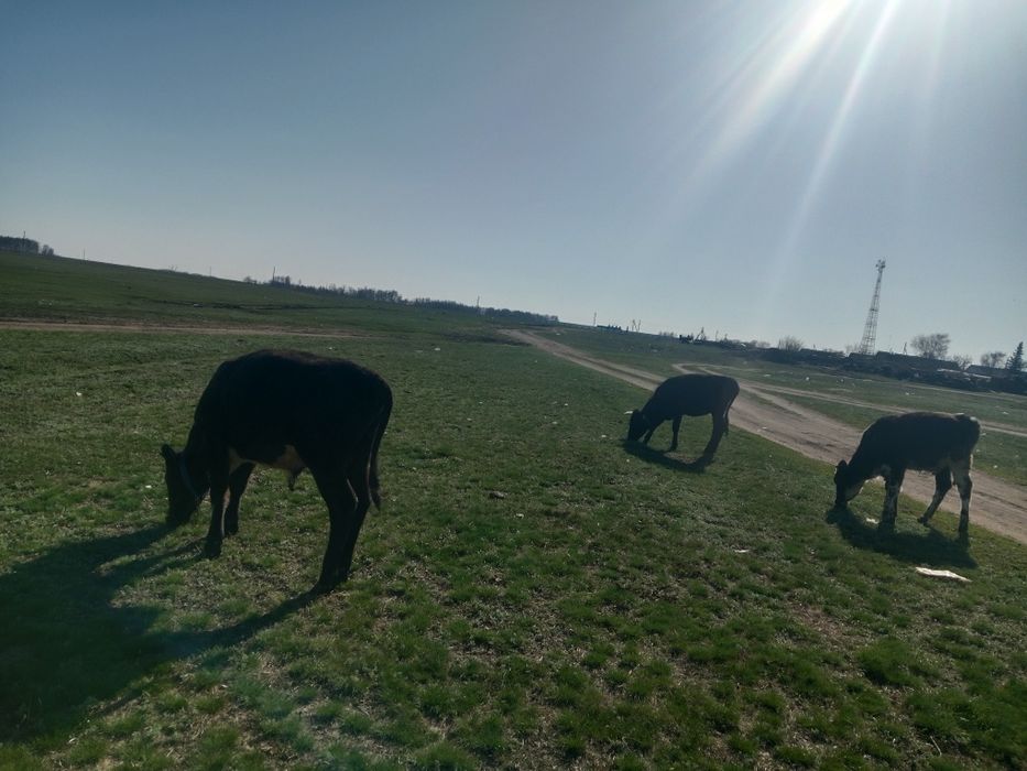 Продам телят прошлогодние