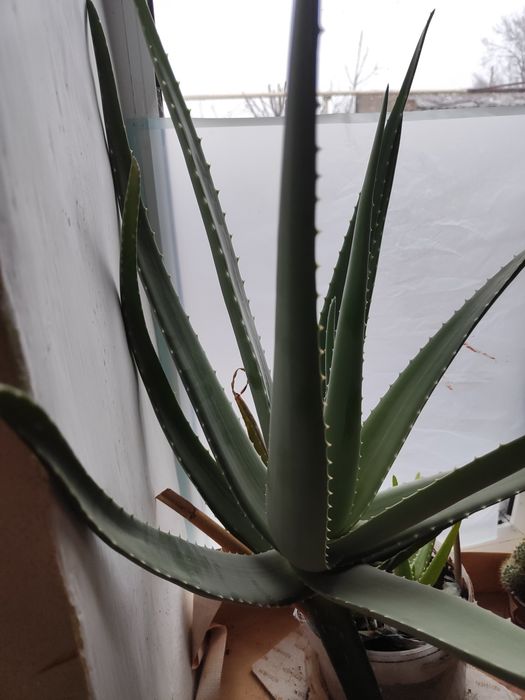 Продаётся Алоэ Вера