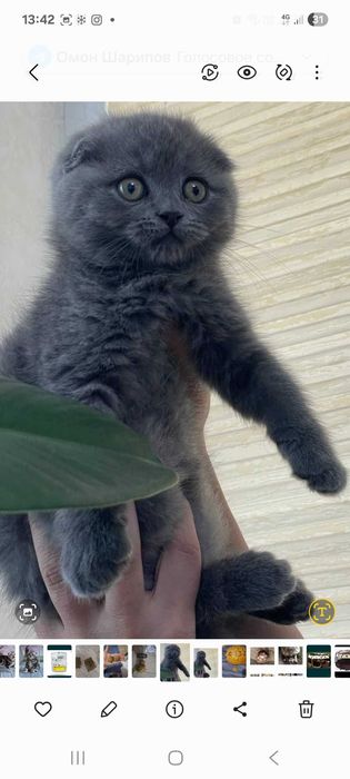 Скоттиш фолд вислоухий skottish fold narxi taqalgani