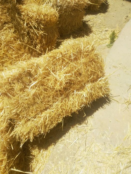 Somon  sotiladi optom narxda va dona