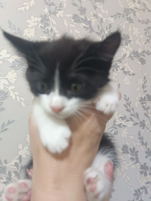 Отдам в заботливые руки.