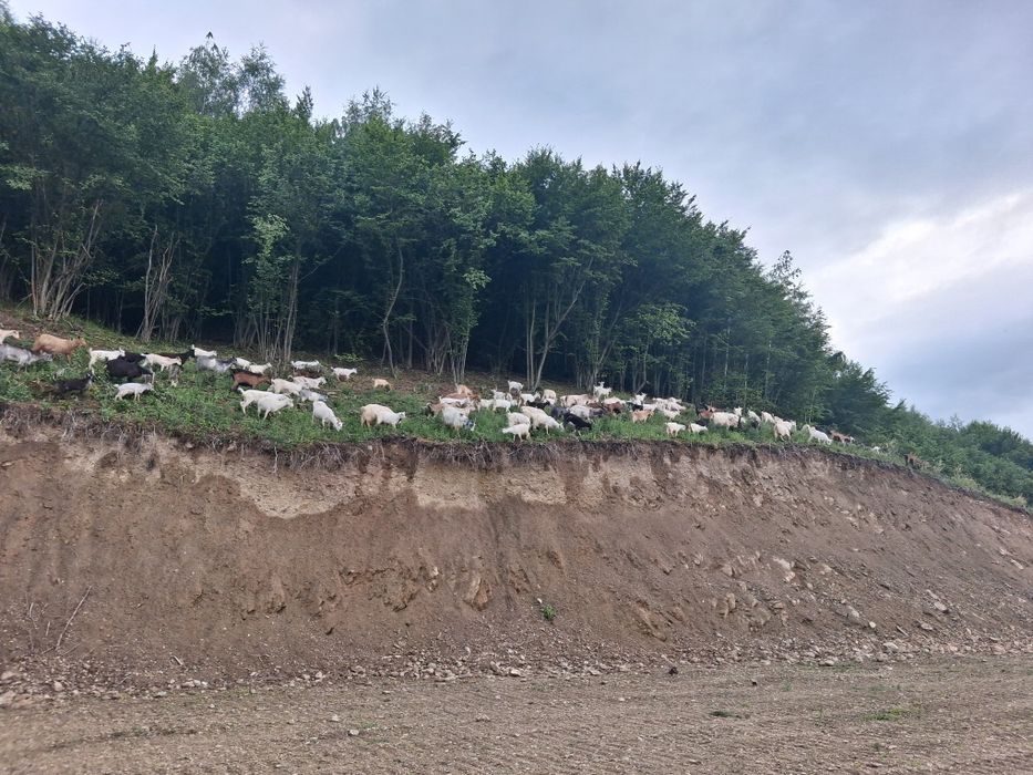 Tapi Sannen și Alpin 80buc