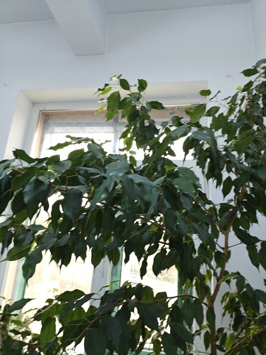 Дърво Бенджамин, стана твърде голямо за помещението