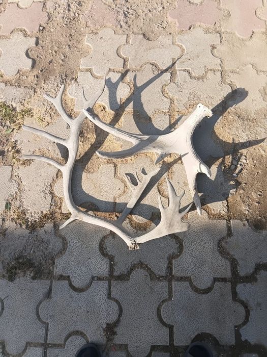 Рога.   лося аленя