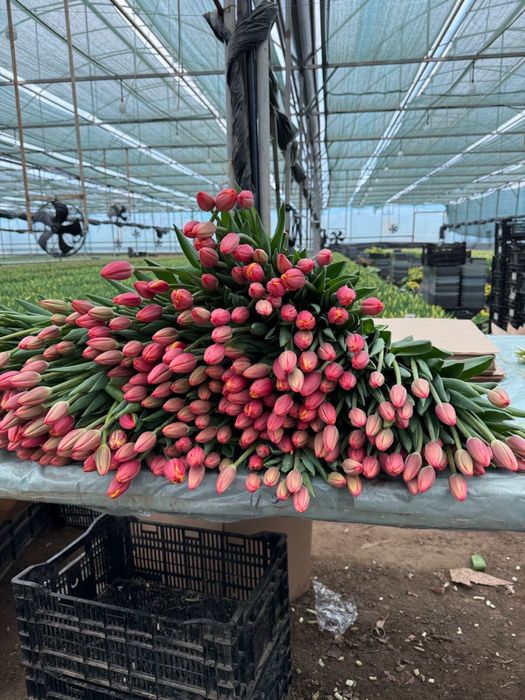 Тюлпаны предзаказ принимаем. 1000 шт есть.