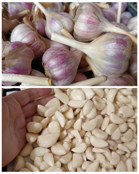 Продаю чеснок, домашний