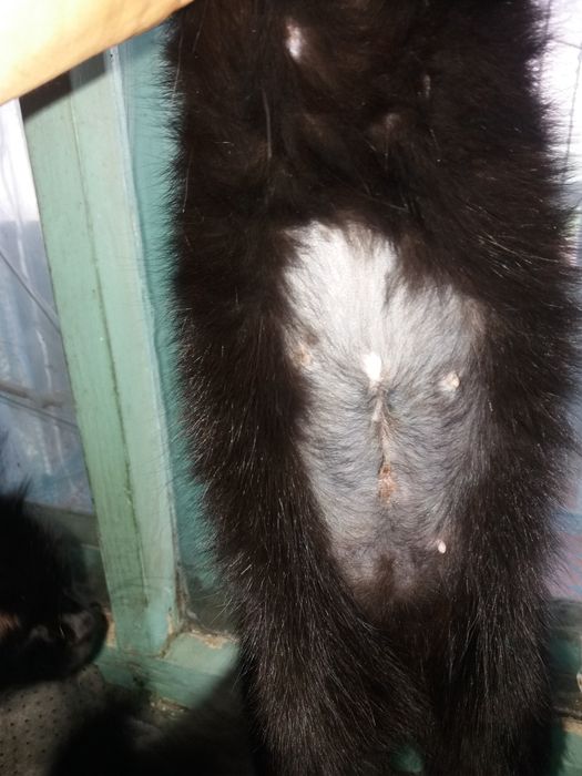 Кошка СТЕРИЛизованная