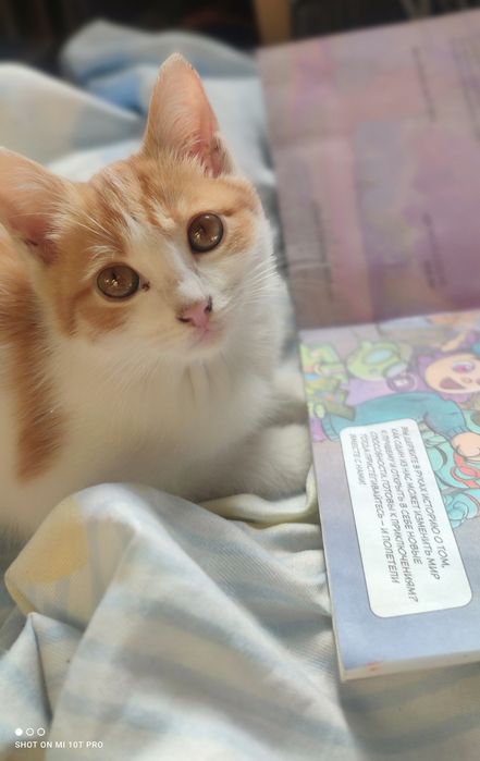 Отдам котёнка в добрые руки