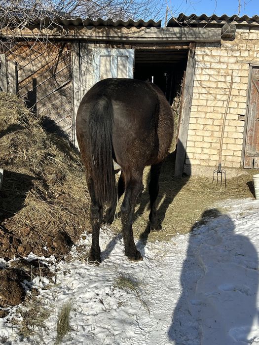 Семіз ат сатылады