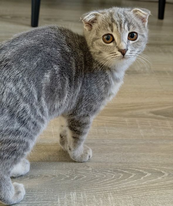 Кошка отдам в добрые руки