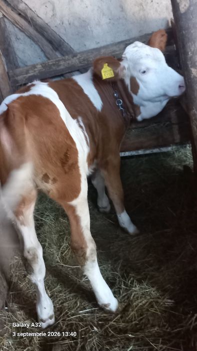 vând vițiava de trei luni jumate