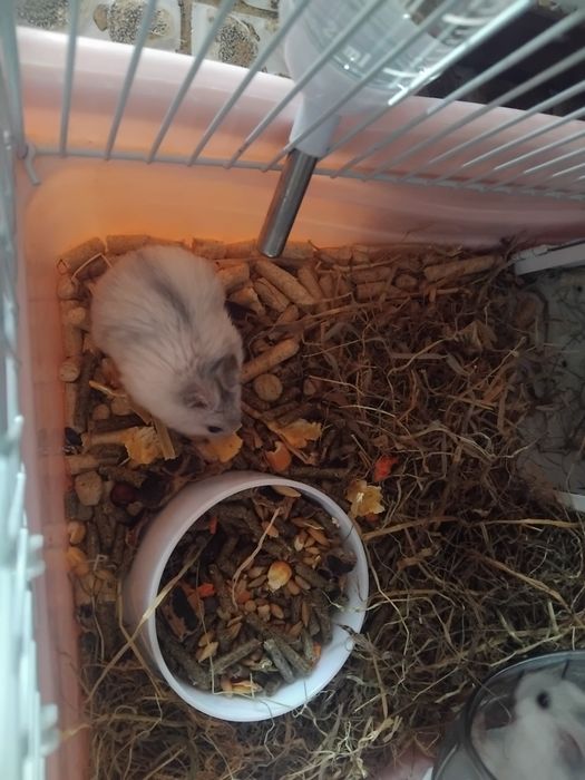 Hamsteri albi de vânzare si pui