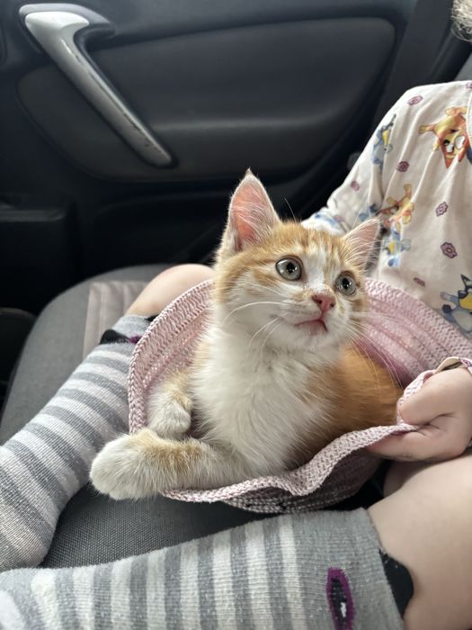 Отдам котенка в добрые руки