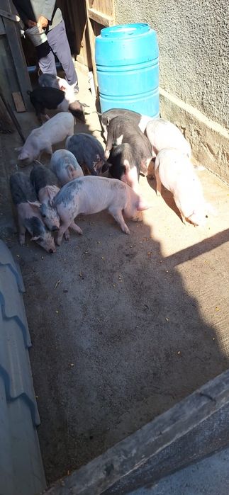 Animale femele si masculi