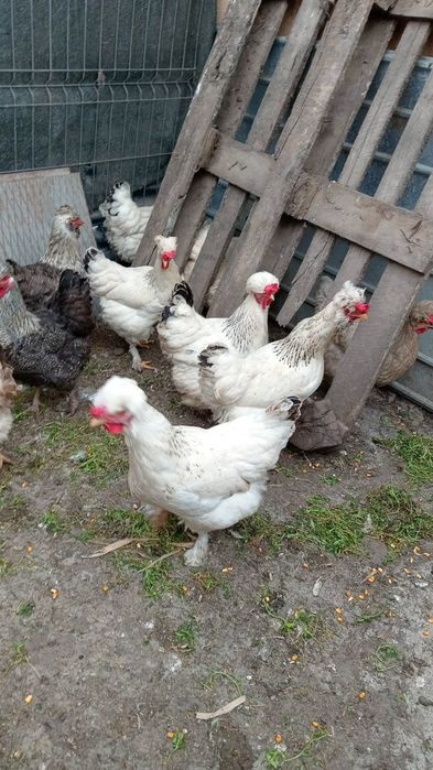 Vând oua pentru incubat