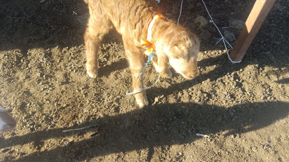 Қозы сатылады тез арада .