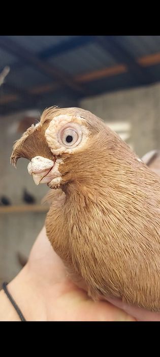 Голуби           .