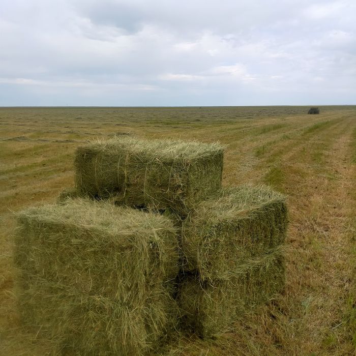 Продается сена в тюках