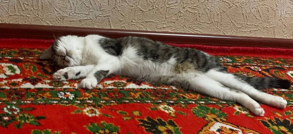 Срочно отдам на добрых руках кошку 
кошке 6,5 месяцев кушает свой сух