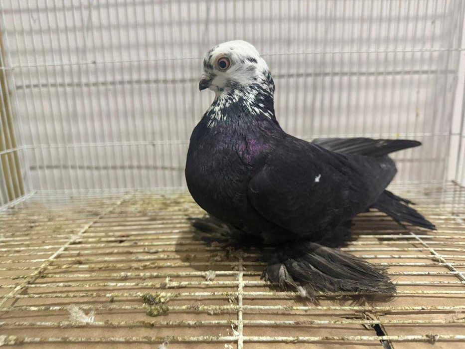 Голуби бойные разных мастей