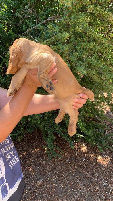 Cocker spaniel auriu