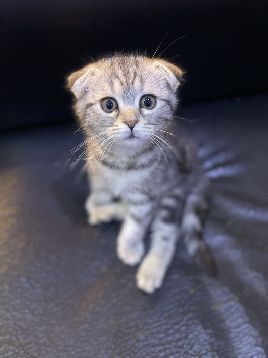 Сотилади скотиш фолд серебристый мрамор