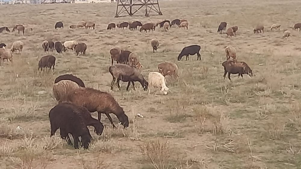 От..50..до..70...тысяч через весы по 2500..на выбор