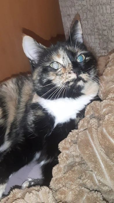 Кошечка в поисках дома