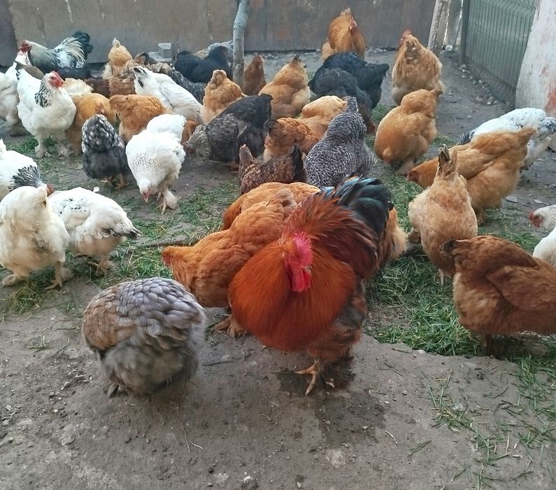 Ouă brahma pentru incubat