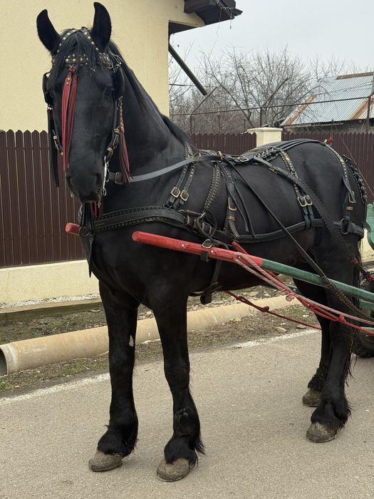 Armasar frizian de monta varsta 6 ani