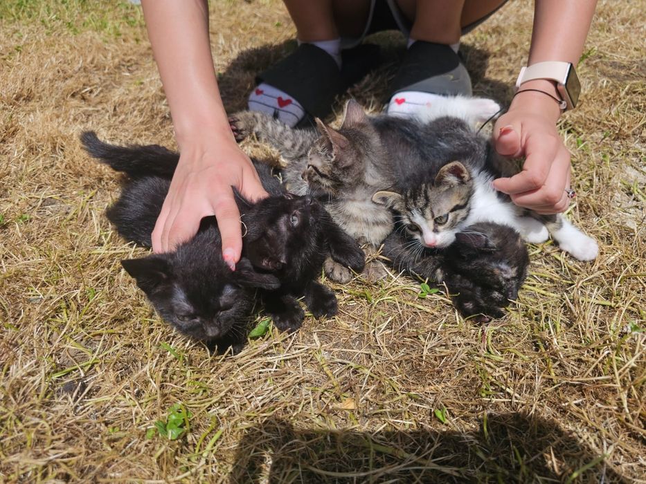 Donez 5 pui de pisici , vârstă o lună