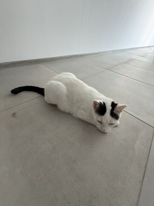 Ofer spre adoptie trei pisici