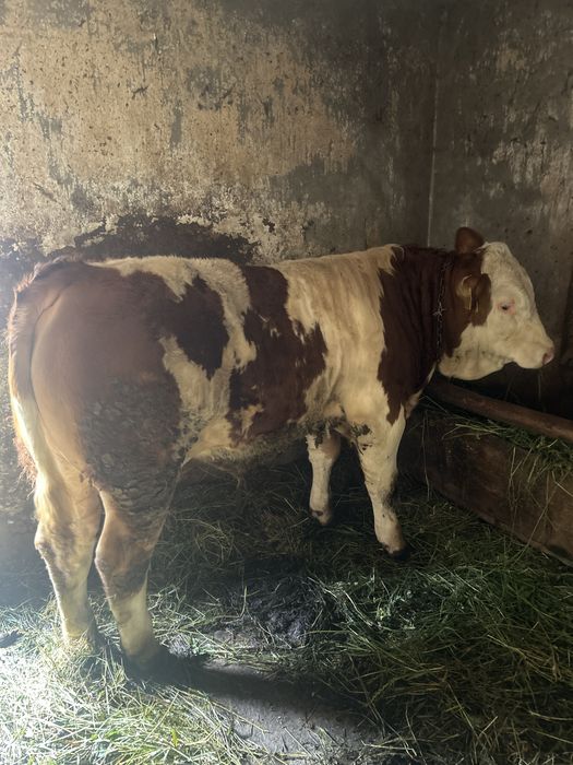 Vitel 300kg balțata romaneasca