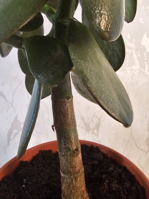 Продам шикарные толстянки (красулы)