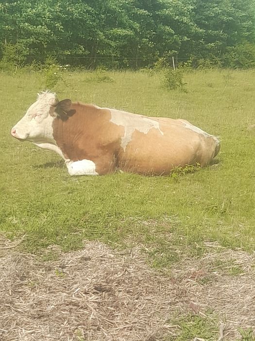 Vând 2 tauri Balțați pentru monta